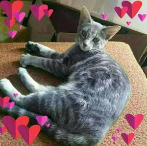 Meet your Posher, Joann